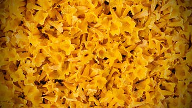 Colorful with yellow flowers background and backdrop, Fresh template design for brochures, posters, flyers or vouchers and card