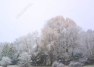 Wintery Tree Landscape