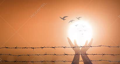 Silhouette of Hands Holding Bright Sun and Flying Birds Behind Barbed Wire Fence at Sunset