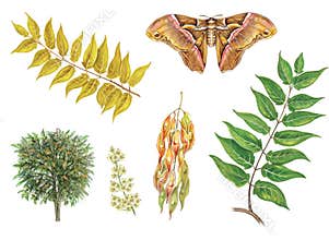 Botanical illustration of tree of heaven and butterfly silkmoth