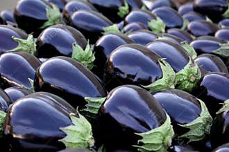 Glossy Eggplant
