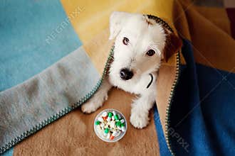 Sick dog Jack Russell Terrier covered with blanket waiting to take prescription medication pills. Pet health care, veterinary