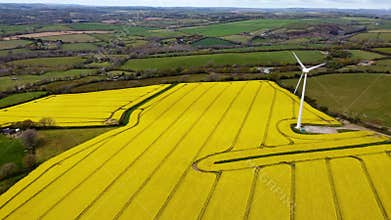 Oil seed rape seed field with wind turbine cornwall uk aerial drone