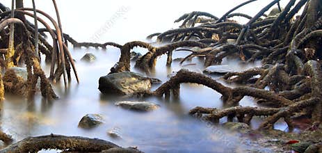 Mangrove tree forest swamp roots