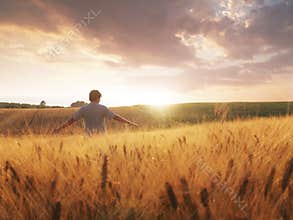 Boy walking through wheat field