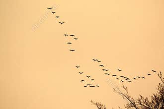 Flight of wild ducks