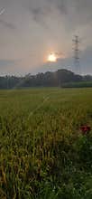 beautifull scenery farm in the warm morning with sunrise