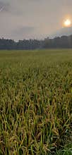 beautifull scenery farm in the warm morning with sunrise