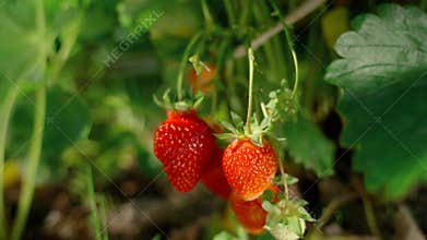 Ripe organic strawberry bush in the garden close up