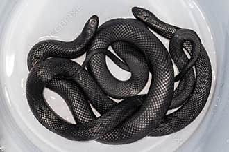 Red-bellied Black Snakes