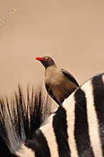 Oxpecker on Zebras back