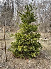 Single Coniferous Tree in forest