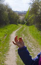Child hand holding a precious herb for symbol of biodiversity