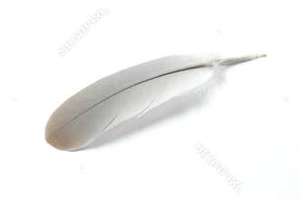 Feather