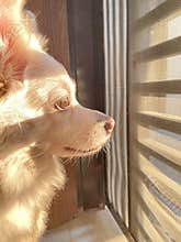 Indian spitz White pomeranian dog portrait image
