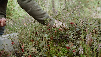 Caucasian child collects lingonberries from bush in bucket in forest