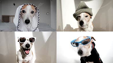 Pet funny copy online group chat conference