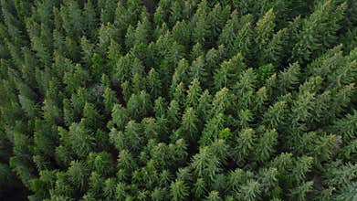Drone aerial shot of flying over spruce conifer treetops. Evergreen fir or pine tree forest. Flight on mountain wood