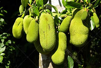 Jackfruit cultivation