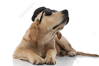 Golden retriever dog wearing sunglasses and a hat