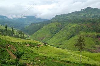 The landscape of Nuwara Eliya