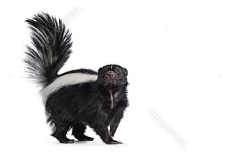 Skunk on white background
