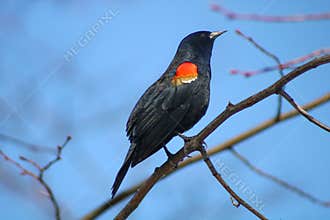Red-winged blackbird