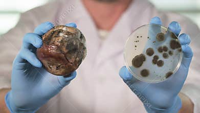 Close up of a food scientist in a food biotechnology lab holding up rotten fruit and petri dish with mold or mould