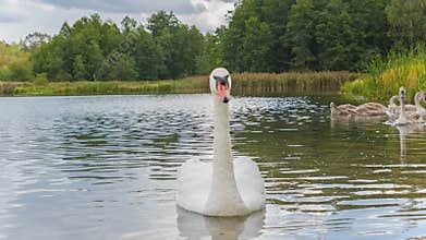 Beautiful white swan with red beak floating on lake.