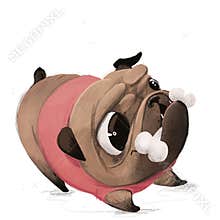 cute lovely little pug in pink sweater eat