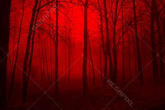 Deep in the Woods