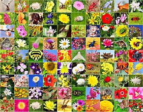 Colorful world. Biodiversity of nature