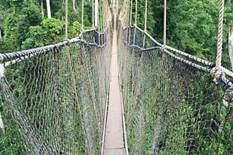 Cable-stayed bridge in tree canopies, Africa