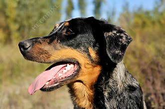 Beauceron head