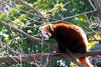 Red Panda - Ailurus fulgens