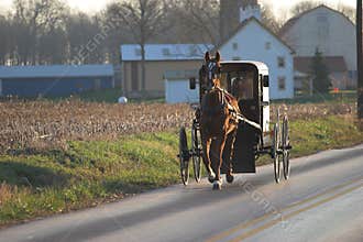 Amish horse and buggy
