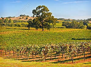 Amador County Vineyard, California