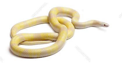 Snow yellow contrast Honduran milk snake