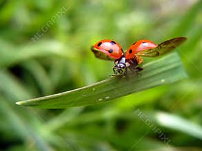 Flying ladybird