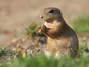 European ground squirrel eat on green meadow, Spermophilus citellus
