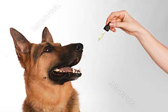 Woman giving tincture to German Shepherd dog on white background, closeup