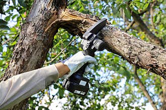 Hand holds light chain saw with battery to trim broken branch of an apple tree