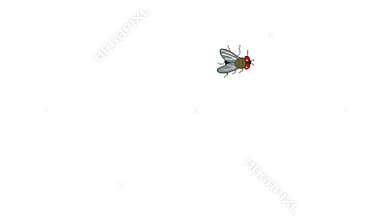 flies  creepy walking on the isolated screen