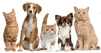 Group of cats and dogs in front of white