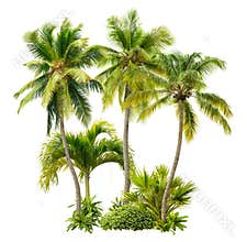 Cut out palm grove. Palm tree isolated on white background
