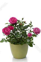 Miniature Rose house plant