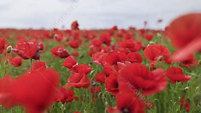 Walk in the poppy field. Camera moves between the