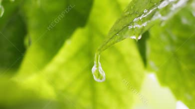 Droplet falling from fresh green leaf. Nature in
