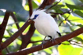 Bali Mynah