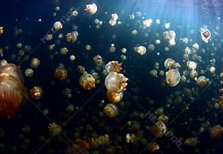 Jellyfish lake